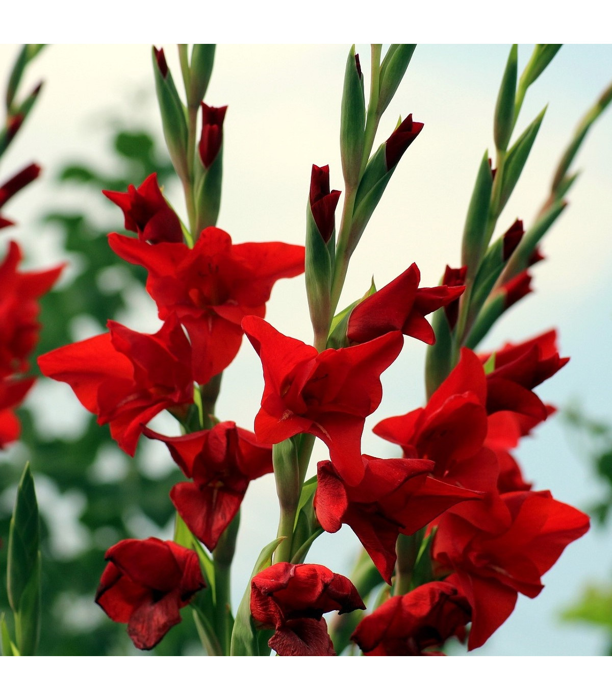Gladiol červený Hunting song - Gladiolus - hlízy gladiol - 3 ks