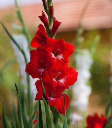 Gladiol Nanus Mirela - Gladiolus - hlízy gladiol - 3 ks