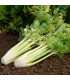 Celer řapíkatý Nuget - Apium graveolens - osivo celeru - 0,4 g