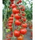Rajče Spencer - Lycopersicon lycopersicum - osivo rajčat - 20 ks