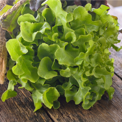 Salát listový Dubáček - Lactuca sativa - osivo salátu - 500 ks