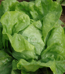 Salát hlávkový raný Amur - Lactuca sativa - osivo salátu - 500 ks