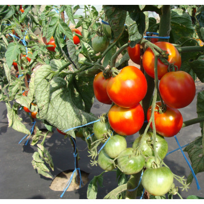 Rajče stupické polní rané - Solanum lycopersicum - osivo rajčat - 35 ks