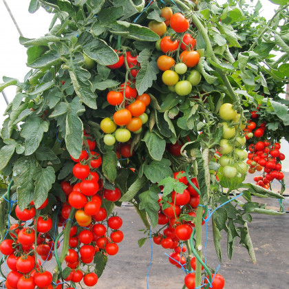 Rajče Gallant F1 - Solanum lycopersicum - osivo rajčat - 10 ks