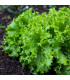 BIO Salát listový kadeřavý Lollo Bionda - Lactuca sativa - bio osivo salátu - 100 ks
