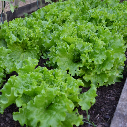 BIO Salát hlávkový Maikönig - Lactuca sativa - bio osivo salátu - 1 g
