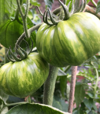 BIO Rajče Zelená zebra - Solanum lycopersicum - bio osivo rajčat - 6 ks