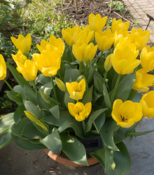 Tulipán Yellow Purissima - Tulipa - cibule tulipánů - 3 ks