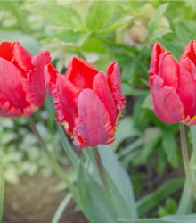 Tulipán Rococo - Tulipa - cibule tulipánů - 3 ks