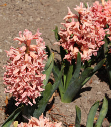 Hyacint Gipsy Queen - Hyacinthus - cibule hyacintů - 1 ks