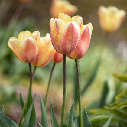 Tulipán Apricot Foxx - Tulipa - cibule tulipánů - 3 ks