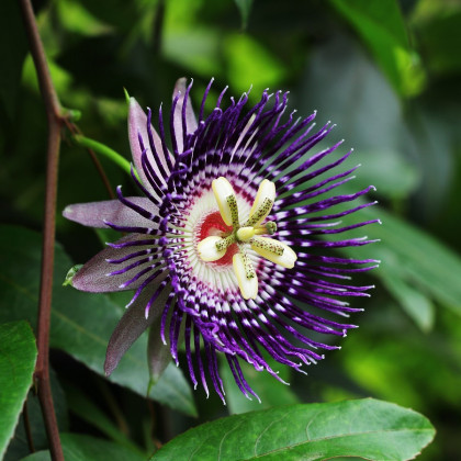 Mučenka maliformis - Passiflora maliformis - osivo mučenky - 4 ks