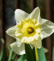 Narcis Mount hood - Narcissus Trumpet - cibule narcisů - 3 ks
