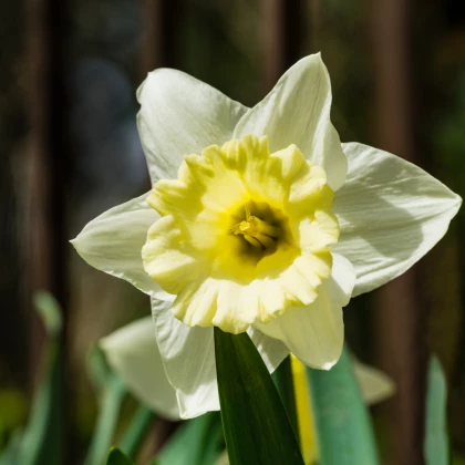 Narcis Mount hood - Narcissus Trumpet - cibule narcisů - 3 ks