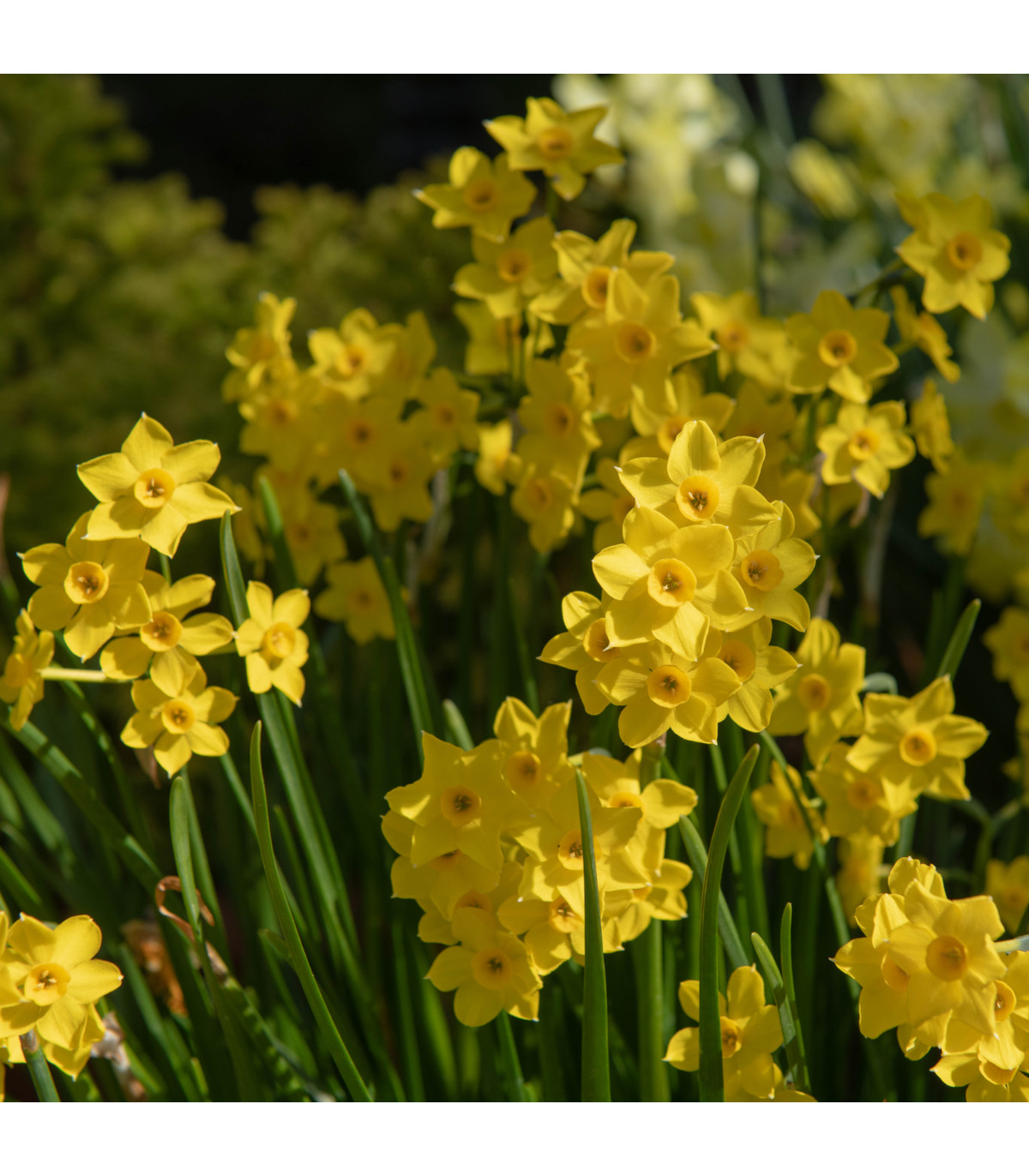 Narcis Baby Moon - Narcissus jonquilla - cibule narcisů - 3 ks