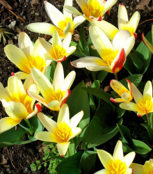 Tulipán Johann Strauss - Tulipa - cibule tulipánů - 3 ks