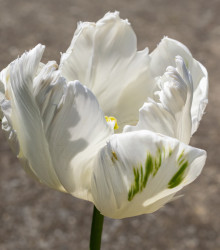 Tulipán White Parrot - Tulipa - cibule tulipánů - 3 ks