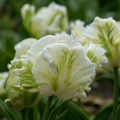 Tulipán White Rebel - Tulipa - cibule tulipánů - 3 ks