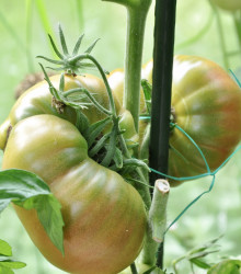 BIO Rajče Ananas Noire - Solanum lycopersicum - bio osivo rajčat - 6 ks