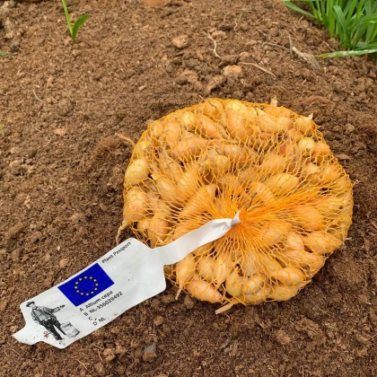 Cibule sazečka ozimá Shakespeare - Allium cepa - cibulky sazečky - 250 g