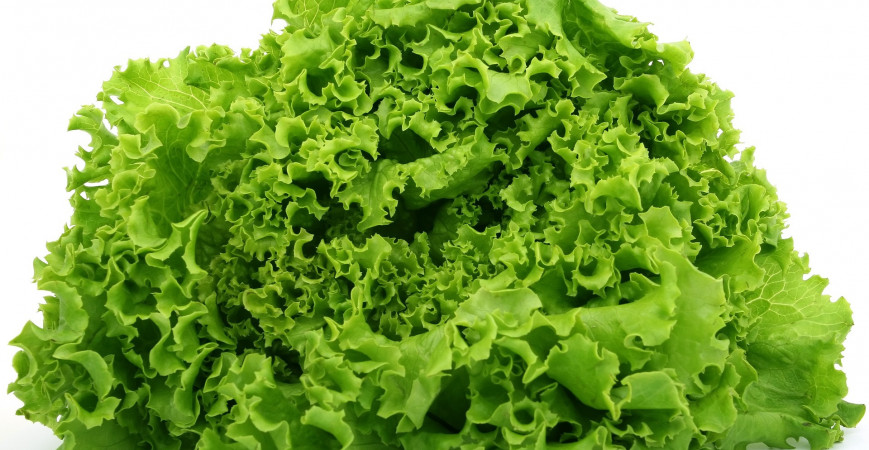 Výsev salátu - aneb jak si zajistit úrodu až do podzimu
