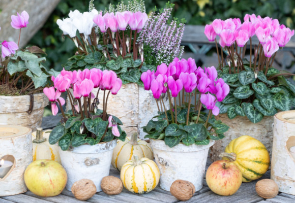Elegantní bramboříky - jak je pěstovat, aby kvetly celou zimu?