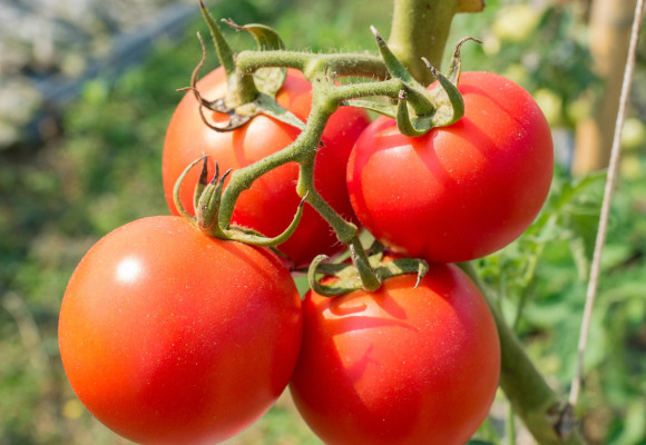 Jak na úspěšné pěstování rajčat na balkoně?