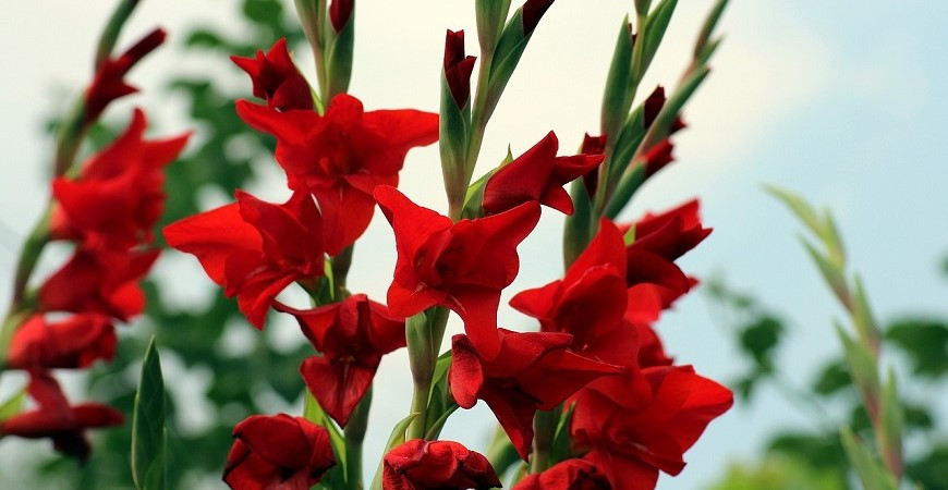 Sázíme hlízy a cibule – gladioly a begonie, dosny, kaly a jiřiny