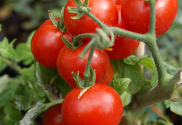 Původní odrůdy rajčat